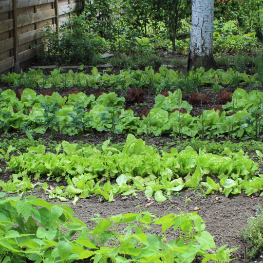 Designing Your Shade Garden